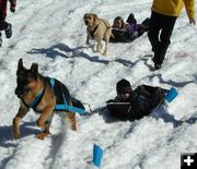 Dog Sled Race. Photo by Pinedale Online.
