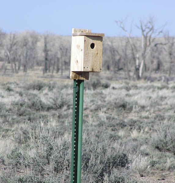 Bluebird Nesting Box. Photo by Pinedale Online.