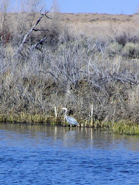 Great Blue Heron. Photo by Pinedale Online.