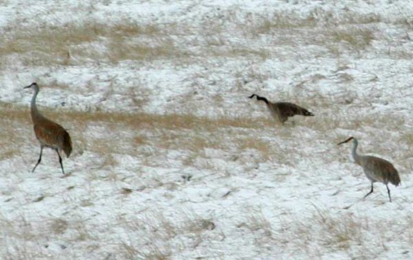 Cranes and Geese. Photo by Pinedale Online.