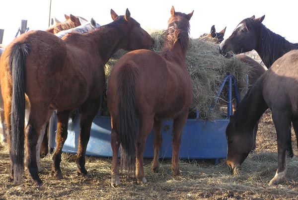 Dinner time. Photo by Pinedale Online.