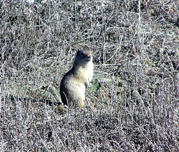Wyoming Ground Squirrel. Photo by Pinedale Online.