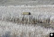 Nesting Platform. Photo by Pinedale Online.