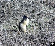 Wyoming Ground Squirrel. Photo by Pinedale Online.