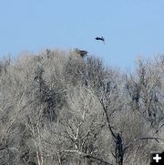 Heron Rookery. Photo by Pinedale Online.