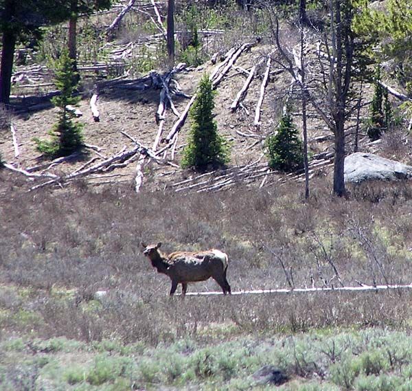 Another elk. Photo by Pinedale Online.