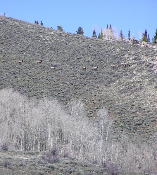 S Cottonwood Ck elk. Photo by Pinedale Online.