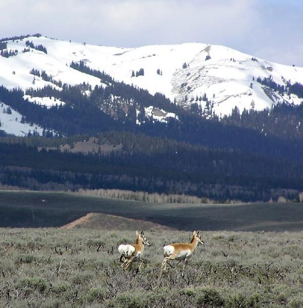 Antelope everywhere. Photo by Pinedale Online.