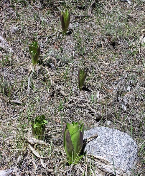 Arrowleaf Balsamroot sprouts. Photo by Pinedale Online.
