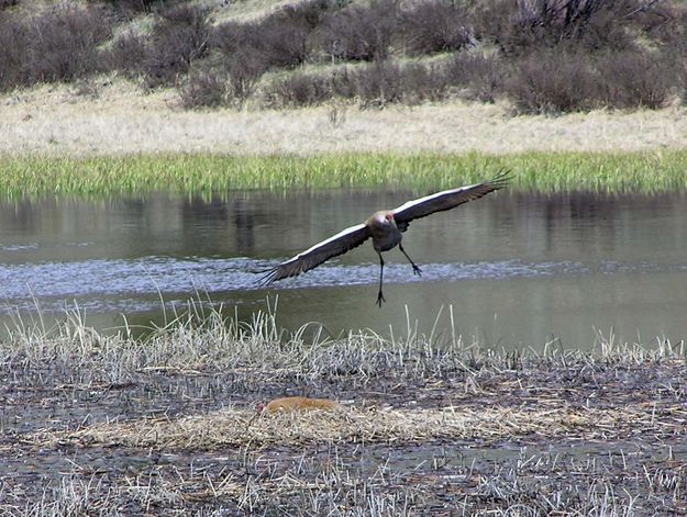 Sandhill Cranes. Photo by Pinedale Online.