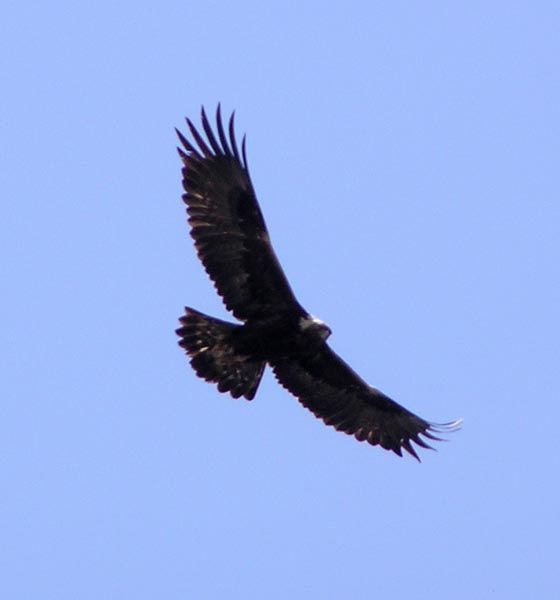 Soaring Eagle. Photo by Pinedale Online.