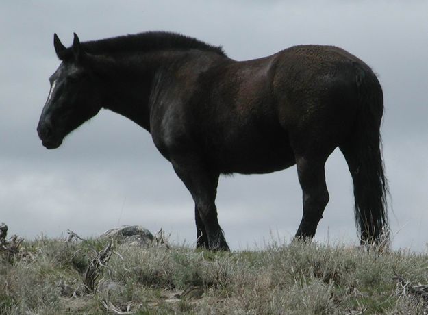 Workhorse. Photo by Pinedale Online.