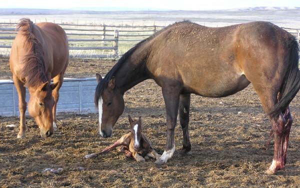 May Day colt. Photo by Pinedale Online.