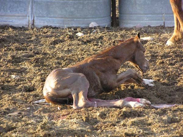 New colt. Photo by Pinedale Online.