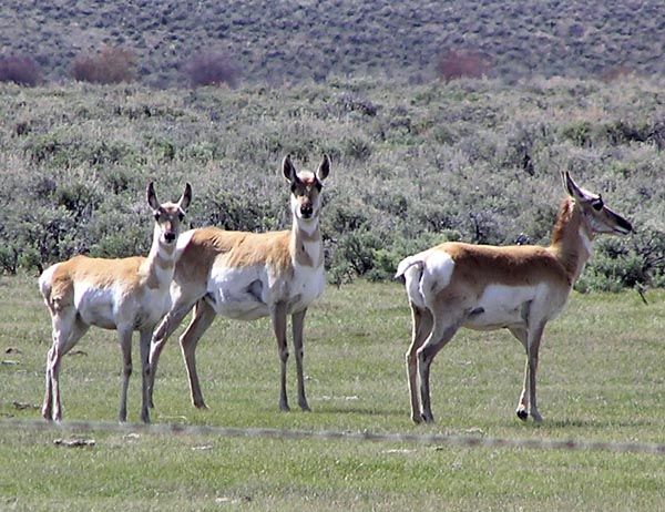 Pregnant Antelope. Photo by Pinedale Online.