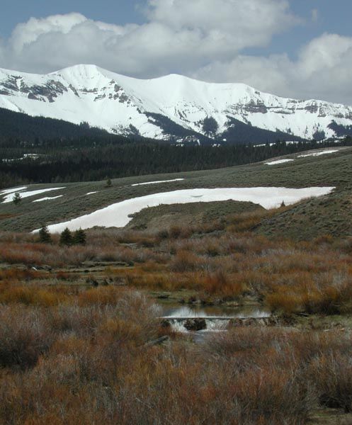 Beaver dam. Photo by Pinedale Online.