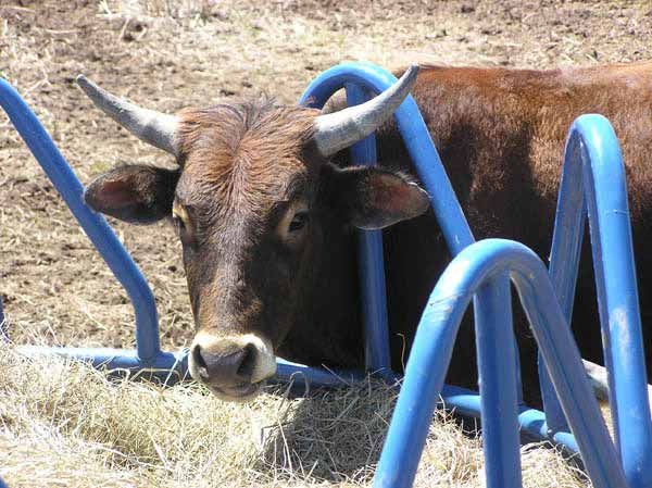 Stuck Steer. Photo by Dawn Ballou, Pinedale Online.