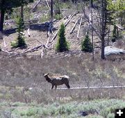 Another elk. Photo by Pinedale Online.
