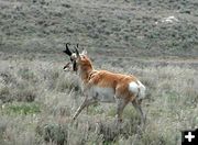 Pronghorn Antelope. Photo by Pinedale Online.