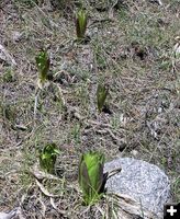 Arrowleaf Balsamroot sprouts. Photo by Pinedale Online.