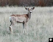 Mule Deer. Photo by Pinedale Online.