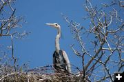 Great Blue Heron. Photo by Arnold Brokling.