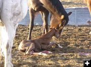 A few minutes old. Photo by Pinedale Online.