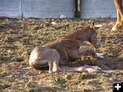 New colt. Photo by Pinedale Online.