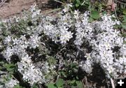 White Phlox. Photo by Pinedale Online.