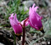 Shooting Stars. Photo by Pinedale Online.