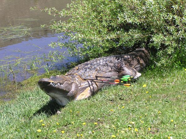 Alligator Target. Photo by Pinedale Online.
