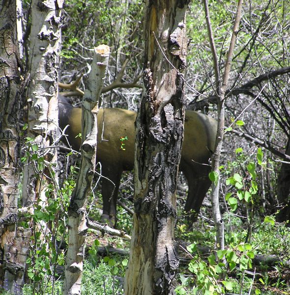 Through the trees. Photo by Pinedale Online.