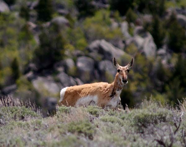 Pronghorn Antelope. Photo by Pinedale Online.