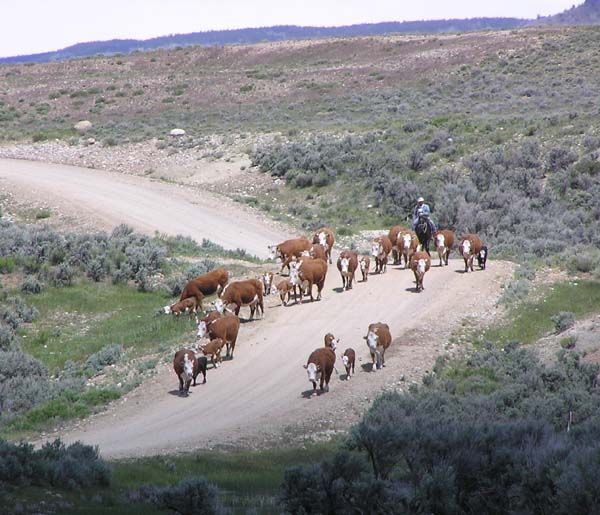 Buckskin Cattle Drive. Photo by Pinedale Online.