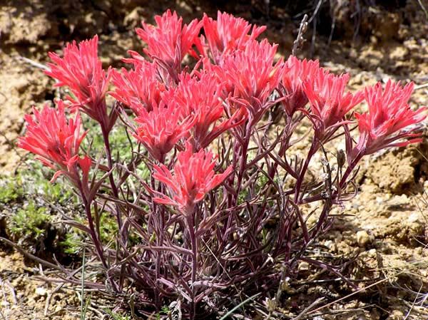Desert Paintbrush. Photo by Pinedale Online.