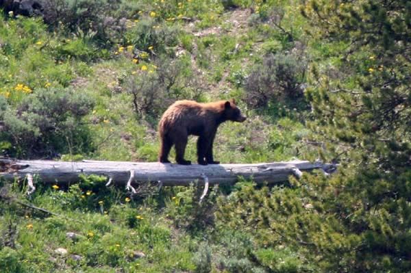 Cinnamon Black Bear. Photo by Clint Gilchrist, Pinedale Online.