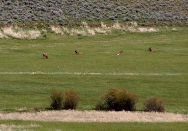 Relaxing Elk. Photo by Pinedale Online.