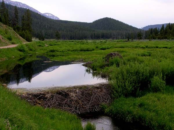 Greys River Beaver Pond. Photo by Pinedale Online.