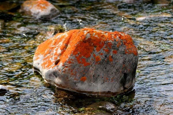 Orange Lichen Rock. Photo by Pinedale Online.