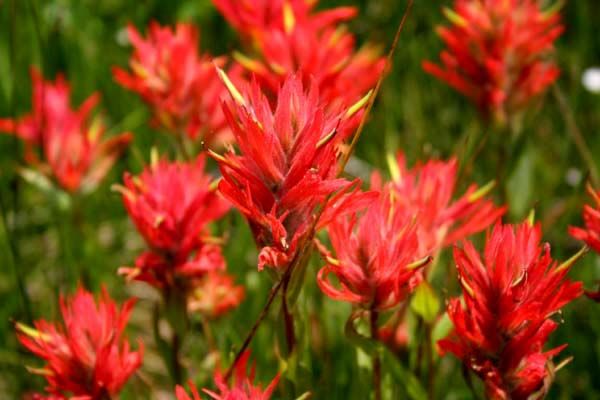 Indian Paintbrush. Photo by Pinedale Online.