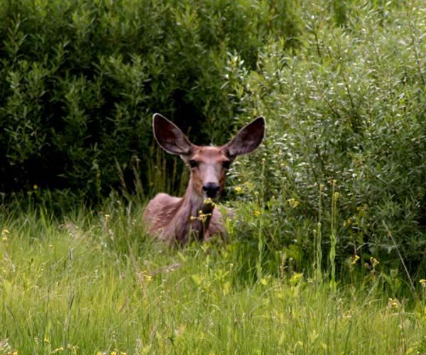 Big Deer Ears. Photo by Pinedale Online.