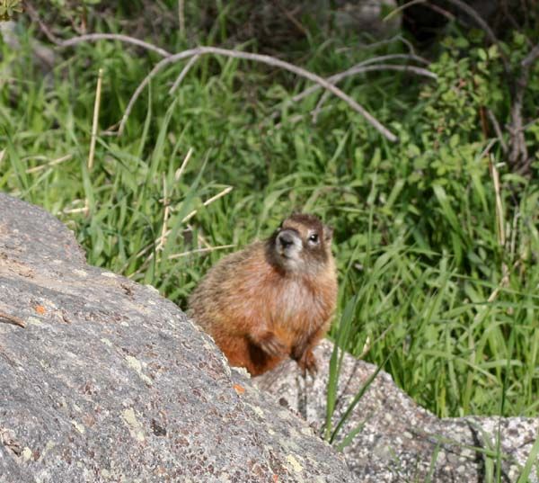 Marmot. Photo by Pinedale Online.
