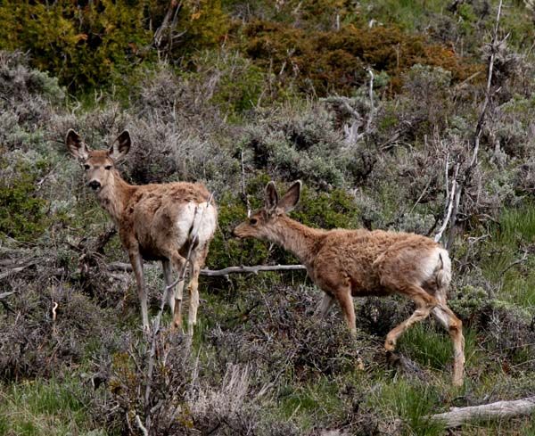 Scruffy Deer. Photo by Pinedale Online.
