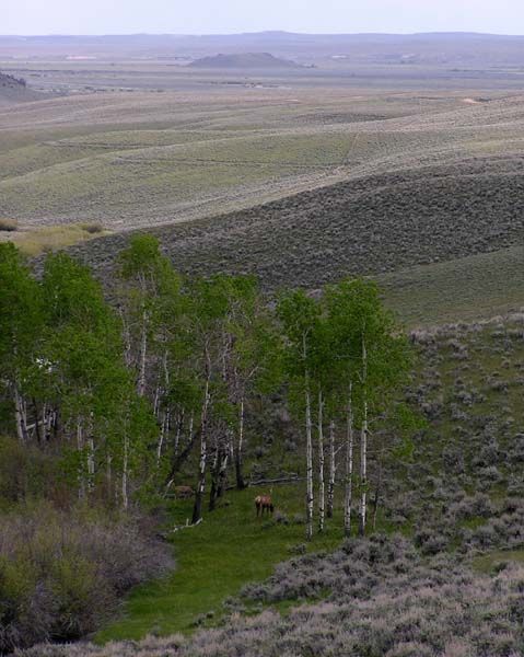 Green meadow elk. Photo by Pinedale Online.