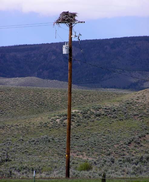 Osprey nest. Photo by Pinedale Online.
