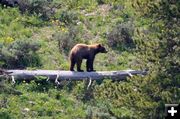 Cinnamon Black Bear. Photo by Clint Gilchrist, Pinedale Online.