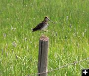 Common Snipe. Photo by Pinedale Online.