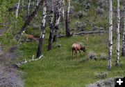 Elk and deer together. Photo by Pinedale Online.