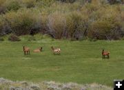 Elk in green meadow. Photo by Pinedale Online.