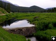 Greys River Beaver Pond. Photo by Pinedale Online.